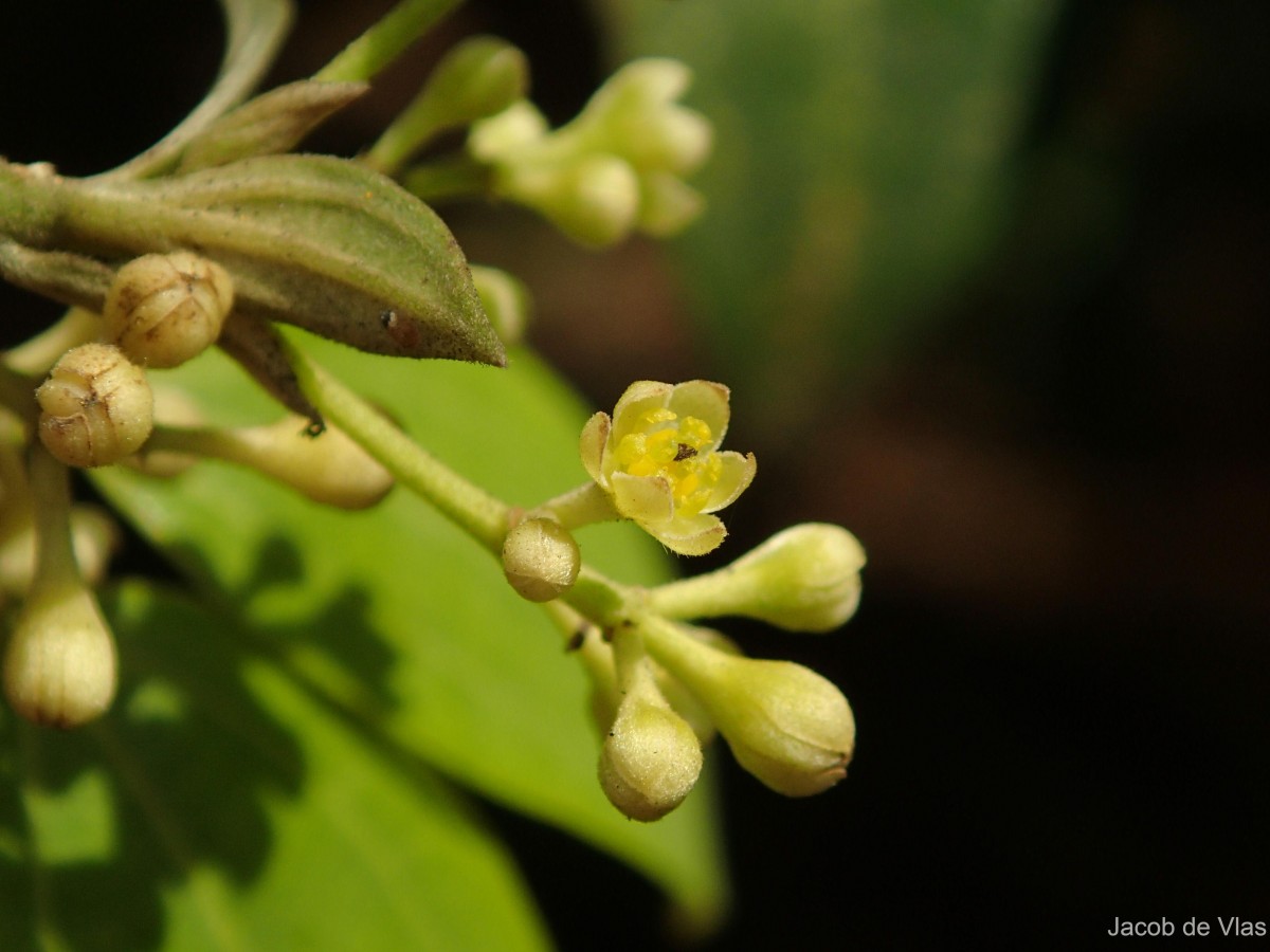 Cinnamomum dubium Nees